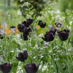 'Queen Of Night' Tulip -GREAT GARDEN PLANTS QueenofNightTulip 3