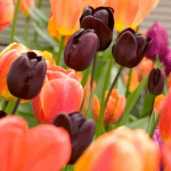 'Queen Of Night' Tulip -GREAT GARDEN PLANTS QueenofNightTulip 4