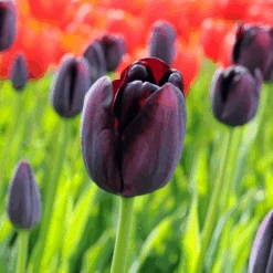 'Queen Of Night' Tulip -GREAT GARDEN PLANTS QueenofNightTulip 5