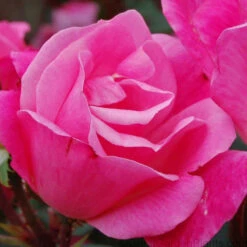 Pink Knock Out® Rose -GREAT GARDEN PLANTS ROSPK2Q 3