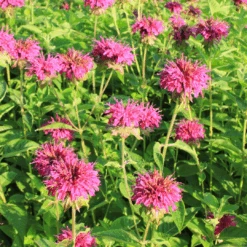 'Raspberry Wine' Bee Balm (Monarda) -GREAT GARDEN PLANTS RaspberryWineBeeBal