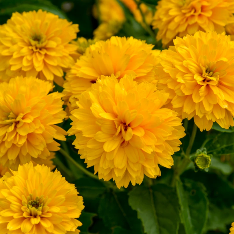 'Rays For Days' False Sunflower (Heliopsis) 1 'Rays For Days' False Sunflower (Heliopsis)
