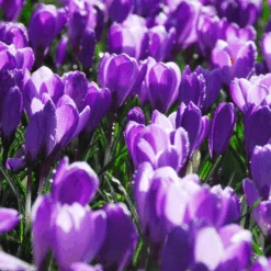 'Remembrance' Large Flowering Crocus -GREAT GARDEN PLANTS RemembranceCrocus