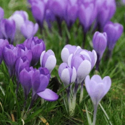 'Remembrance' Large Flowering Crocus -GREAT GARDEN PLANTS RemembranceCrocus 5