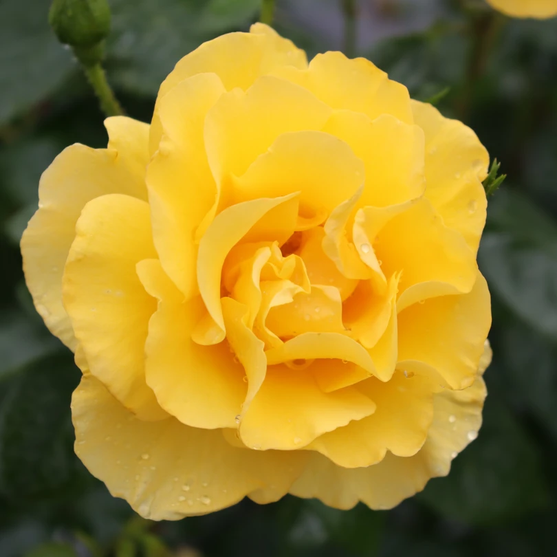 Reminiscent® Yellow Rose 5 Reminiscent® Yellow Rose - Image 5