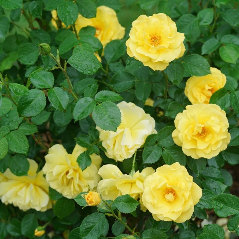 Reminiscent® Yellow Rose 3 Reminiscent® Yellow Rose - Image 3