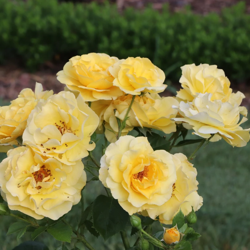 Reminiscent® Yellow Rose 2 Reminiscent® Yellow Rose - Image 2