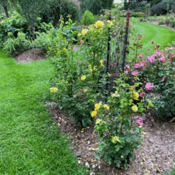 Reminiscent® Yellow Rose 12 Reminiscent® Yellow Rose -GREAT GARDEN PLANTS Reminiscent YellowGardenRose 3
