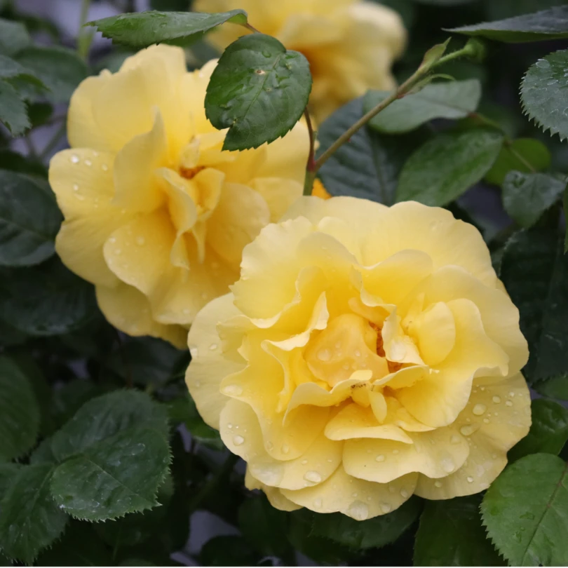 Reminiscent® Yellow Rose 4 Reminiscent® Yellow Rose - Image 4