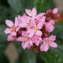 La Vida Grande™ Indian Hawthorn -GREAT GARDEN PLANTS RhaphiolepisLaVidaGrandeP1075031 800x800 b1236b4