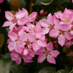 La Vida Mas™ Indian Hawthorn -GREAT GARDEN PLANTS RhaphiolepisLaVidaMsP1001763 800x800 bae5ef5