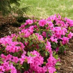 Bloom-A-Thon® Lavender Reblooming Azalea -GREAT GARDEN PLANTS Rhododendron Bloom A Thon Lavender 3 P a52a377d 7313 4336 a6b0 9a786f52e931 sw