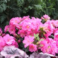 Perfecto Mundo® Double Purple Reblooming Azalea -GREAT GARDEN PLANTS Rhododendron Perfecto Mundo Double Purple sq