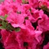 Perfecto Mundo Epic Pink™Reblooming Azalea