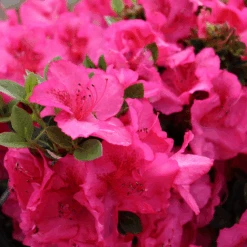 Perfecto Mundo Epic Pink™Reblooming Azalea