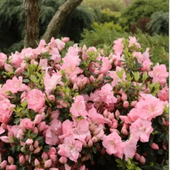 Perfecto Mundo Pink Carpet™Reblooming Azalea