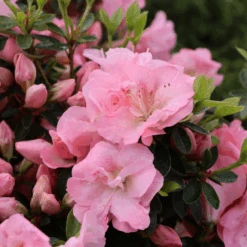 Perfecto Mundo Pink Carpet™Reblooming Azalea -GREAT GARDEN PLANTS RhododendronPerfectoMundoPinkCarpetIMG 0641 800x800 6a0c32b