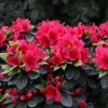 Perfecto Mundo® Red Reblooming Azalea