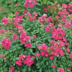 Oso Easy Peasy® Rose -GREAT GARDEN PLANTS Rosa Oso Easy Pleasy 3 P