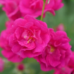 Oso Easy Peasy® Rose -GREAT GARDEN PLANTS Rosa Oso Easy Pleasy 4 P