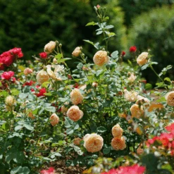 Flavorette™ Honey-Apricot Rose -GREAT GARDEN PLANTS RosaFlavoretteApricot HoneyDSC04297 1080x1080 3345916