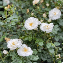 Oso Easy Ice Bay™ Rose -GREAT GARDEN PLANTS RosaOsoEasyIceBayIMG E1357 1080x1080 ad61bb7