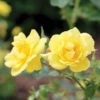 Oso Easy Lemon Zest® Rose