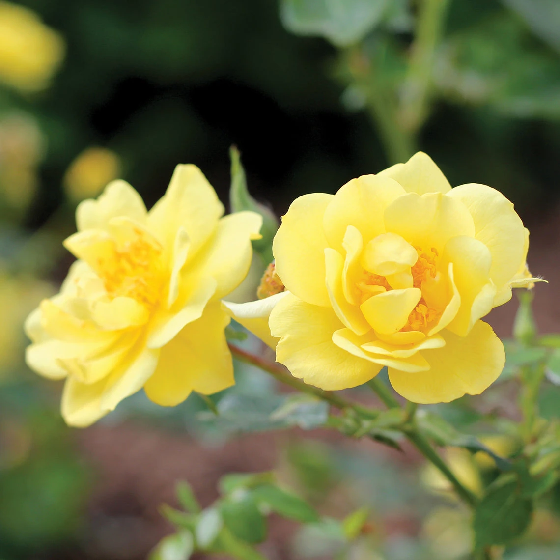 Oso Easy Lemon Zest® Rose 1 Oso Easy Lemon Zest® Rose