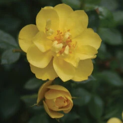 Oso Easy Lemon Zest® Rose 9 Oso Easy Lemon Zest® Rose -GREAT GARDEN PLANTS RosaOsoEasyLemonZest2