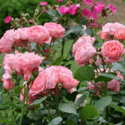 Reminiscent™ Coral Rose -GREAT GARDEN PLANTS RosaReminiscentCoralP1071688 800x800 bf500d0