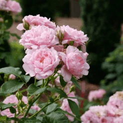 Reminiscent™ Pink Rose -GREAT GARDEN PLANTS RosaReminiscentPinkP1071859 800x800 7063c0b
