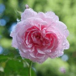 Reminiscent™ Pink Rose -GREAT GARDEN PLANTS RosaReminiscentPinkP1094438 800x800 002b007
