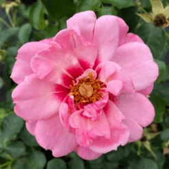 Ringo® Double Pink Rose -GREAT GARDEN PLANTS RosaRingoDoublePinkIMG 1082 800x800 0433582