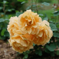 Rise Up Amberness™ Climbing Rose -GREAT GARDEN PLANTS RosaRiseUpAmbernessDSC09017 800x800 6ca8a6a