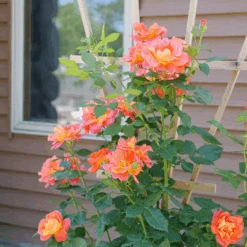 Rise Up Emberays™ Climbing Rose -GREAT GARDEN PLANTS RosaRiseUpEmberaysP1184697 1080x1080 0fee0c8