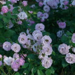 Rise Up Lilac Days™ Climbing Rose -GREAT GARDEN PLANTS RosaRiseUpLilacDaysDSC07015 800x800 ccb5c78