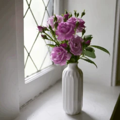 Rise Up Lilac Days™ Climbing Rose -GREAT GARDEN PLANTS RosaRiseUpLilacDaysP1173972 800x800 2fcb2d6