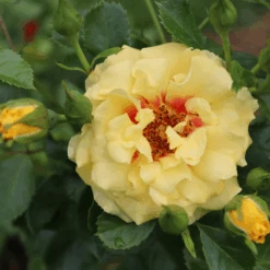 Rise Up™ Ringo® Climbing Rose 6 Rise Up™ Ringo® Climbing Rose -GREAT GARDEN PLANTS RosaRiseUpRingoIMG 1573 800x800 ee828f9