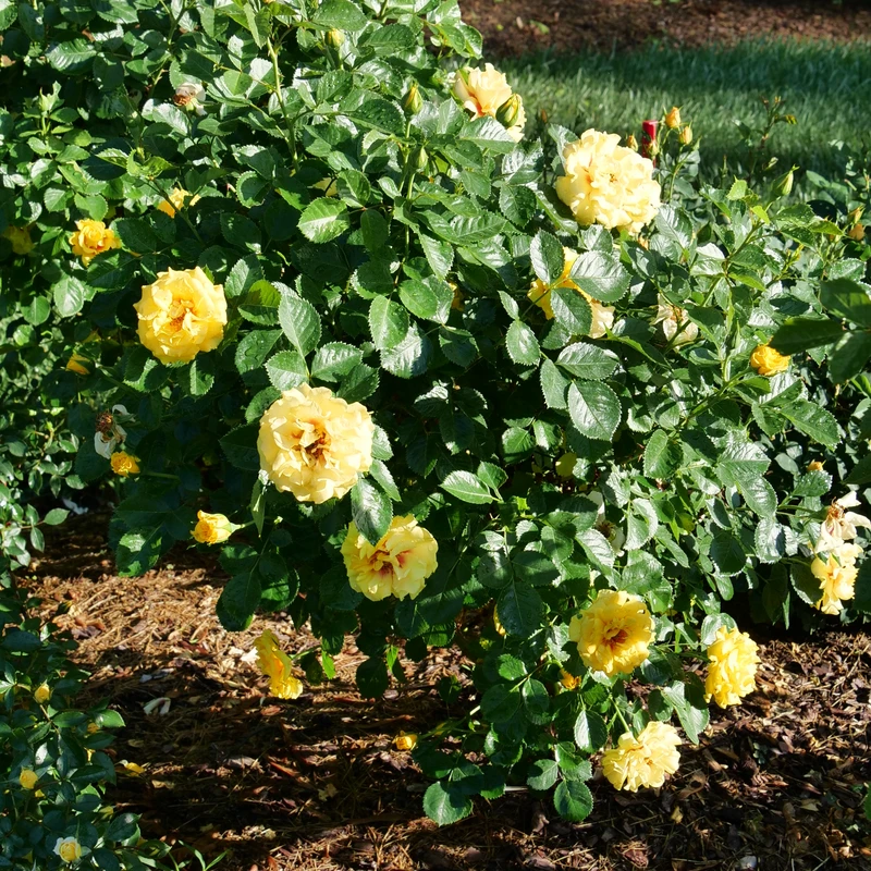 Rise Up™ Ringo® Climbing Rose 2 Rise Up™ Ringo® Climbing Rose - Image 2