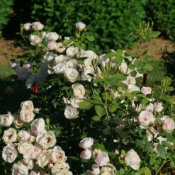 Flavorette Pear'd™ Rose -GREAT GARDEN PLANTS Rosa Flavorette Peard DSC06970