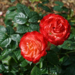 Oso Easy En Fuego™ Rose -GREAT GARDEN PLANTS Rosa Oso Easy En Fuego DSC09030 1616x1080 64feaab