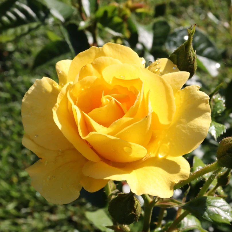 Reminiscent® Yellow Rose 1 Reminiscent® Yellow Rose