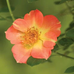 Oso Easy Paprika® Rose -GREAT GARDEN PLANTS Rose Oso Easy Paprika 3 P