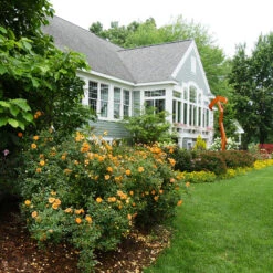 Oso Easy Paprika® Rose -GREAT GARDEN PLANTS Rose Oso Easy Paprika 4 P