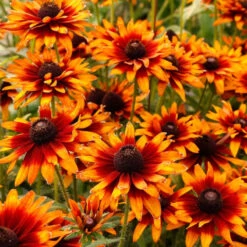 'Summer Sienna' Sweet Coneflower (Rudbeckia) -GREAT GARDEN PLANTS Rudbeckia Summer Sienna 1