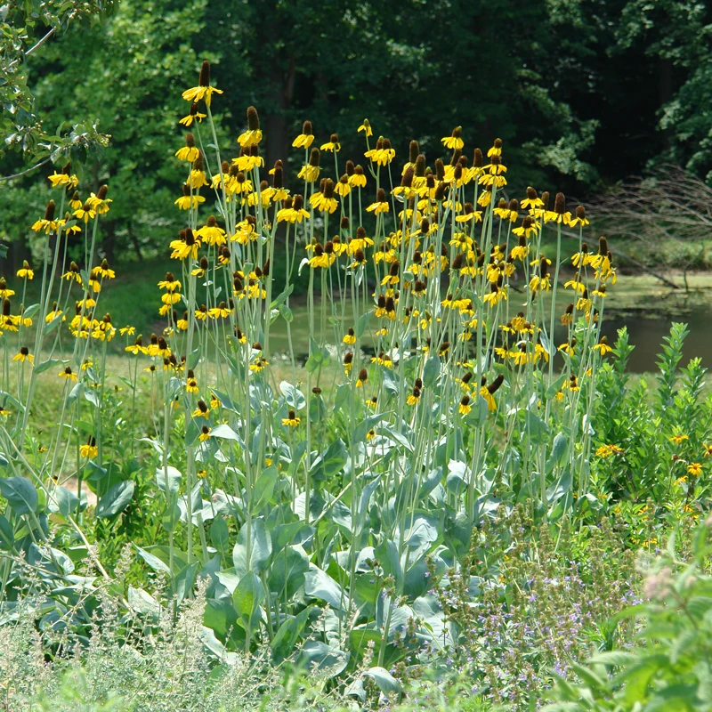Giant Coneflower (Rudbeckia) 1 Giant Coneflower (Rudbeckia)