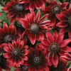 'Cherry Brandy' Rudbeckia