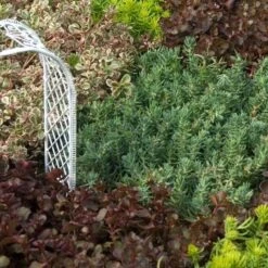 'Blue Spruce' Stonecrop -GREAT GARDEN PLANTS SEDBS1Q 2 sw