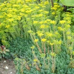 'Blue Spruce' Stonecrop -GREAT GARDEN PLANTS SEDBS1Q 3 sw