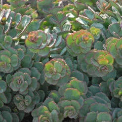 Succulent Ground Cover Collection -GREAT GARDEN PLANTS SEDSI1Q 3
